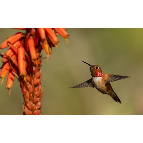 Archer, Ken 아티스트의 Rufous hummingbird-cholla blooms작품입니다.